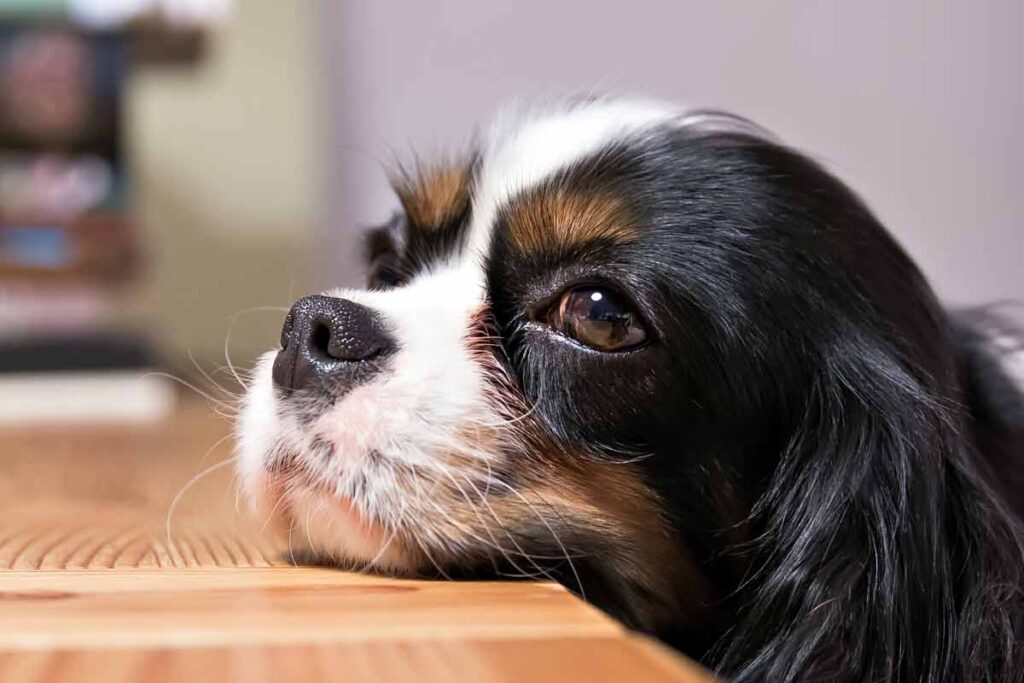 Dog resting head on table, What To Do if Your Dog Eats an Edible