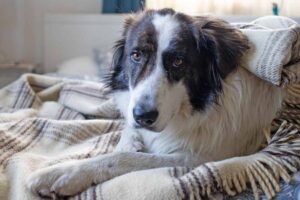 How To Comfort a Dog With Pancreatitis