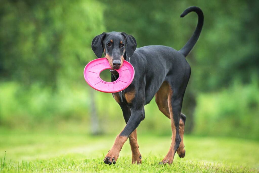 Dog in yard with frisbee. Electric Fences for Dogs: Costs, How They Work & More