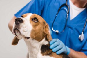 4 Common Types of Non-Cancerous Lumps and Bumps on Dogs
