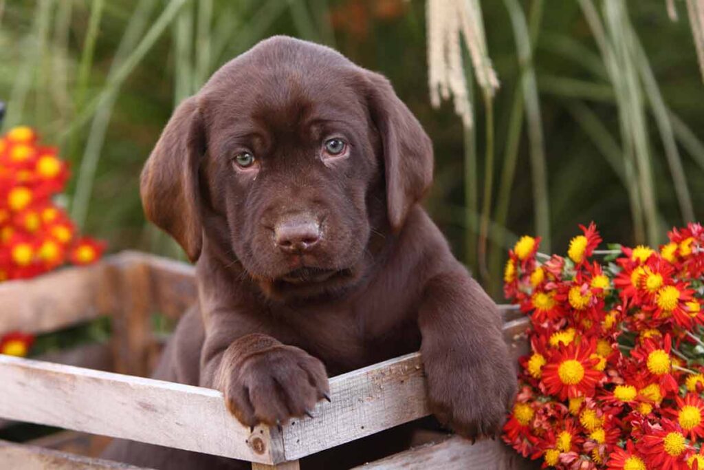Puppy growth chart. Chocolate Labrador Retriever Dog breed