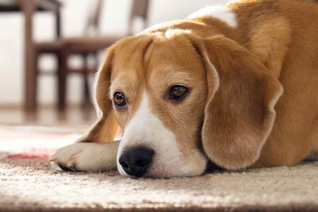 Beagle laying on ground in his home