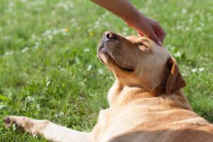Your Complete Guide to Xanax for Dogs