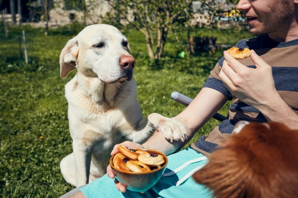 Dog giving paw to person to ask for food and attention