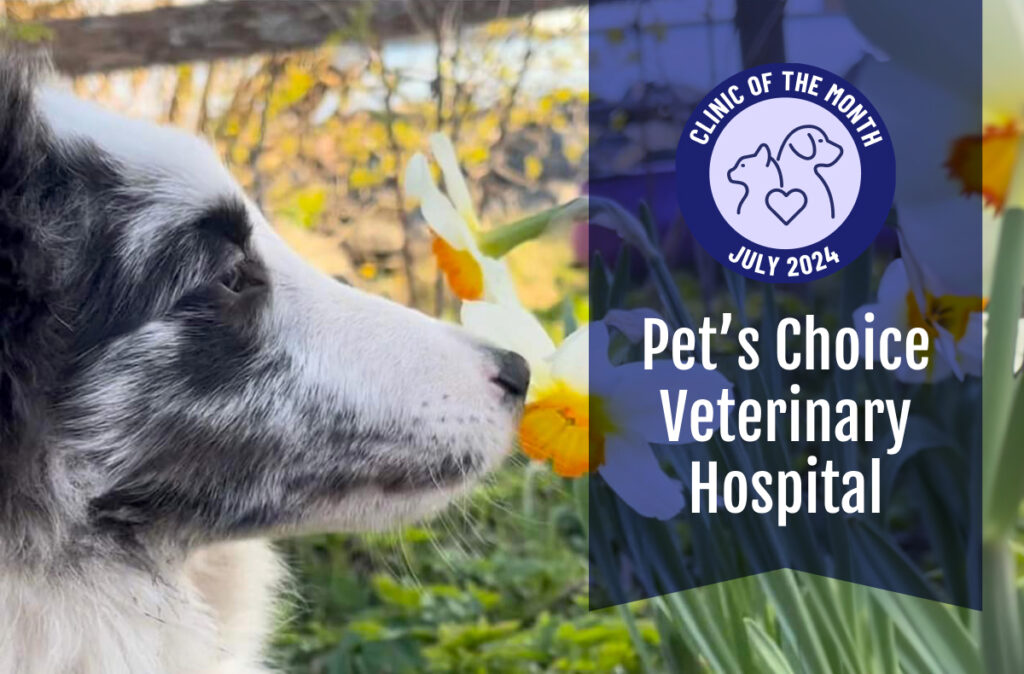 veterinary clinic of the month is pets choice veterinary hospital