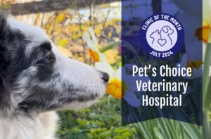 Pet’s Choice Veterinary Hospital: ElleVet’s July Clinic of the Month