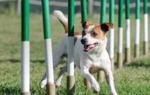 Olympic Fever? Here Are Some Sports For You and Your Dog