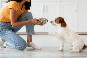 What Are the Best Probiotics for Dogs? 