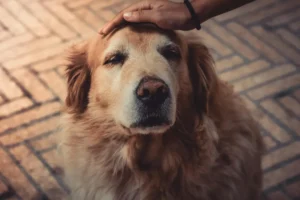 Your Guide to Caring for a Blind Dog