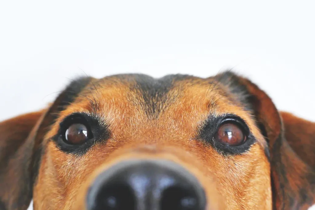 Corneal ulcers in dogs can be very serious. Here’s what pet owners need to know about treatment and care for dogs with corneal ulcers.