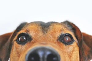 Corneal Ulcers in Dogs