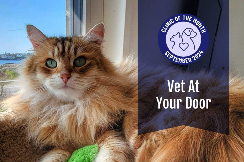 Vet at your door september clinic of the month ElleVet