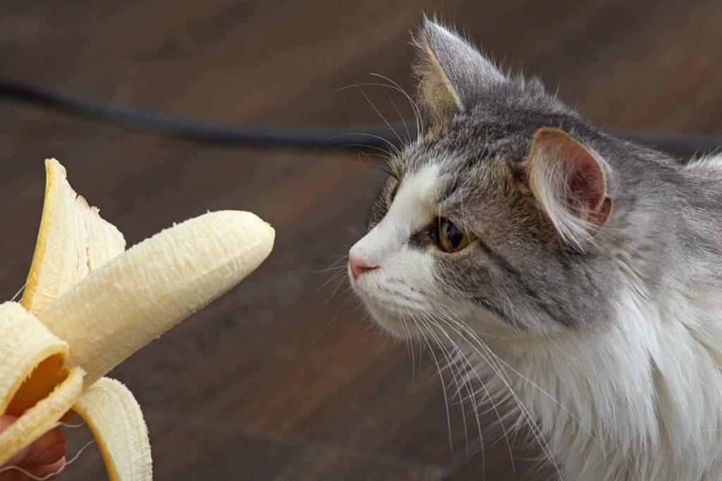 Image of grey and white fluffy cat looking at a banana