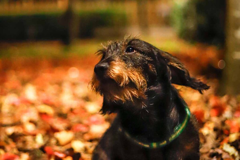 Do seasonal changes affect pets?