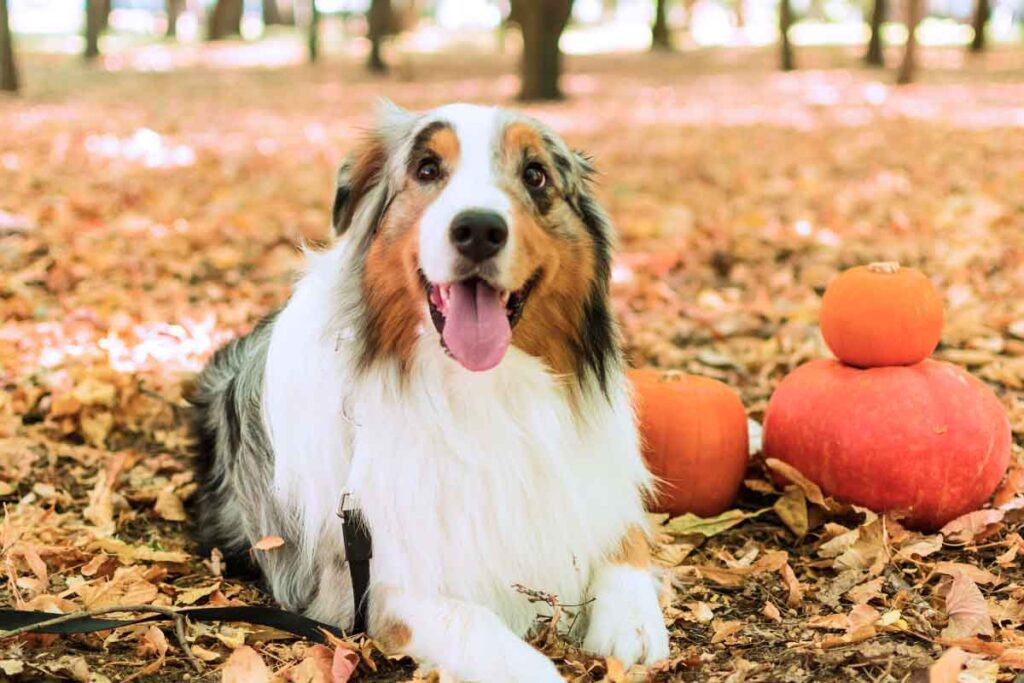 Is pumpkin safe for dogs to eat?