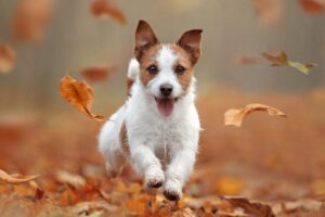 Pet parents’ guide to celebrating Thanksgiving with your dog