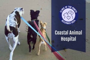 Coastal Animal Hospital: ElleVet’s December Clinic of the Month