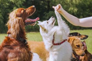 Smartest Dog Breeds